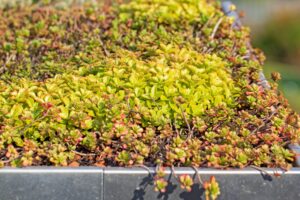 Verduurzaam uw huis met een groen dak